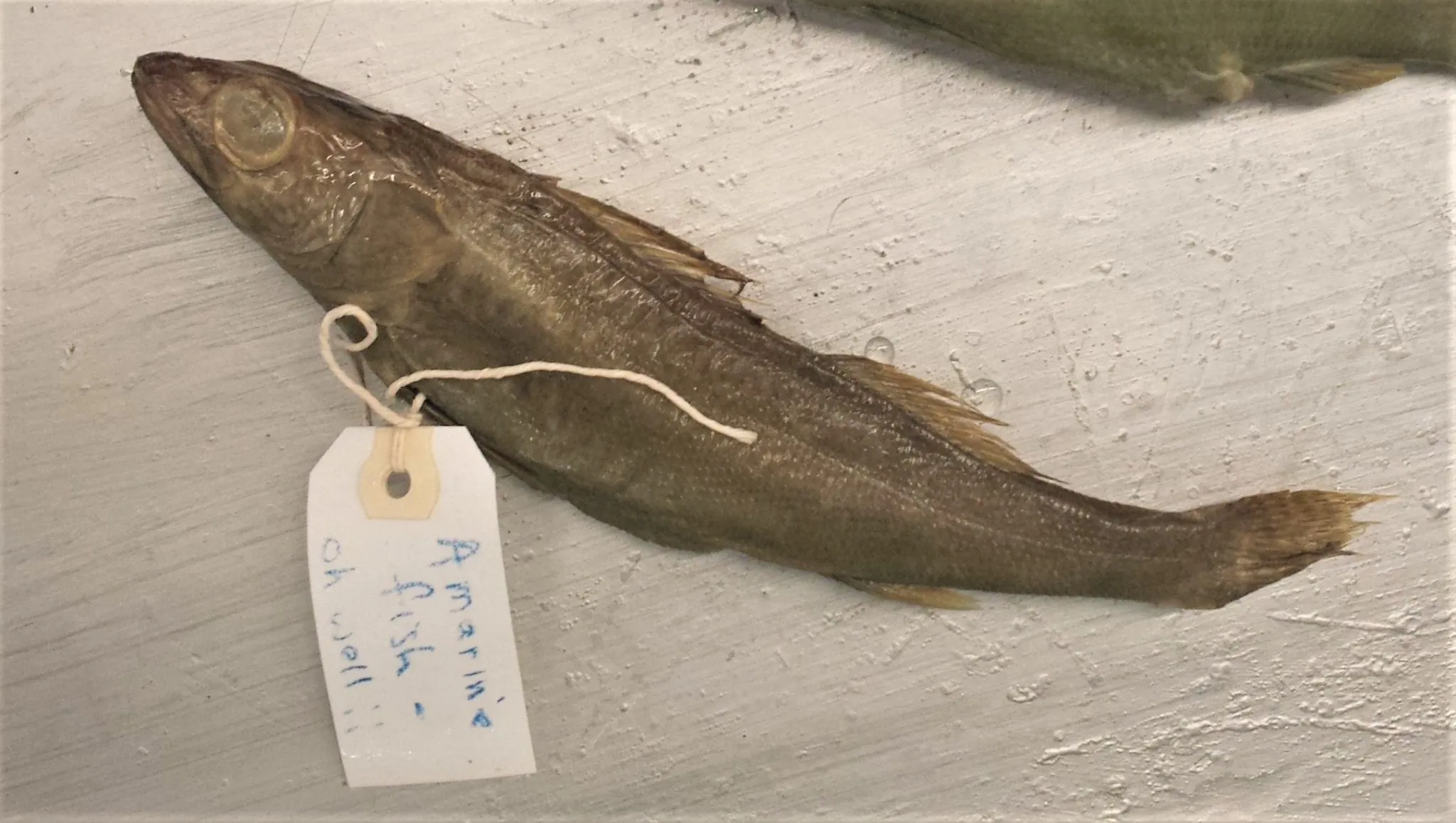 A preserved fish specimen with a name tag